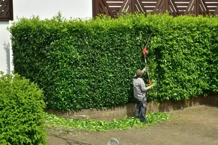 Mężczyzna przycina żywopłot z laurowiśni odmiany. Ścinane gałązki opadają na ziemię.