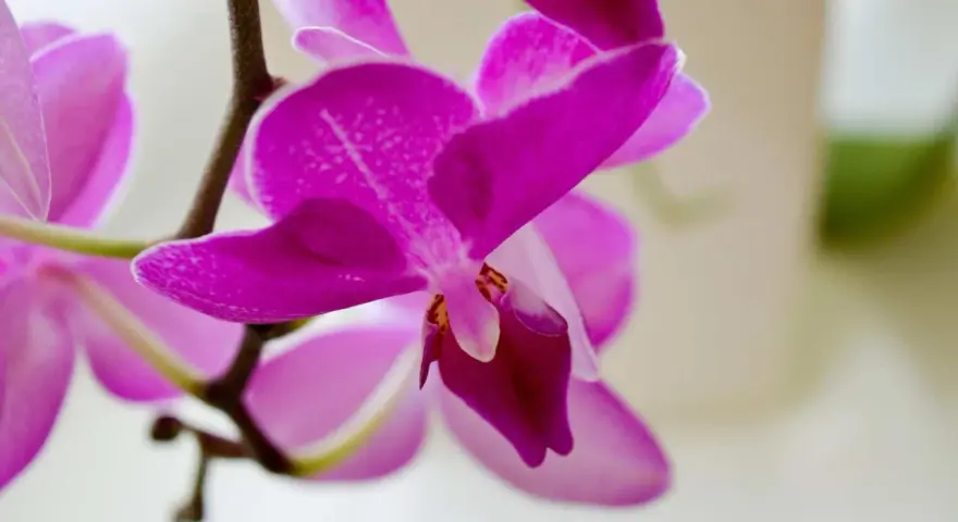 Piękna, fuksjowa orchidea, czyli storczyk, rozwija swoje delikatne płatki.