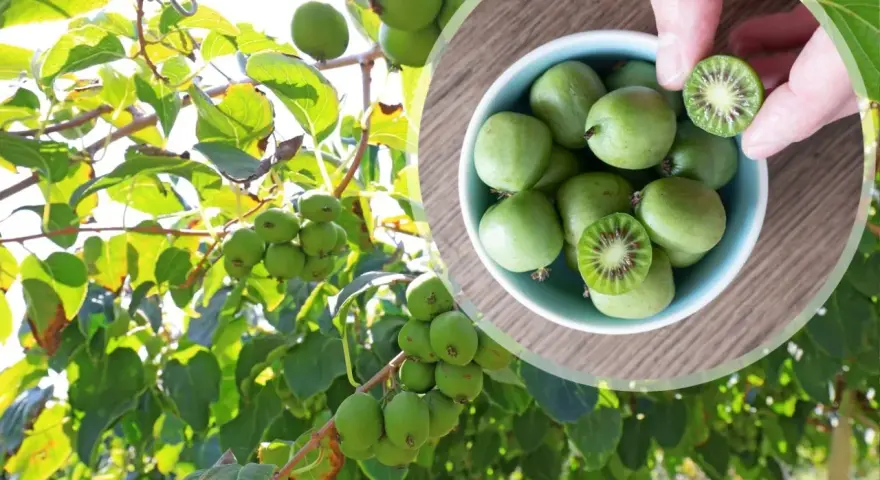 Gałązki drzewa kiwi oblepione zielonymi owocami. W okrągłej ramce miseczka pełna tych owoców, jeden przekrojony ukazuje czerwone nasionka.