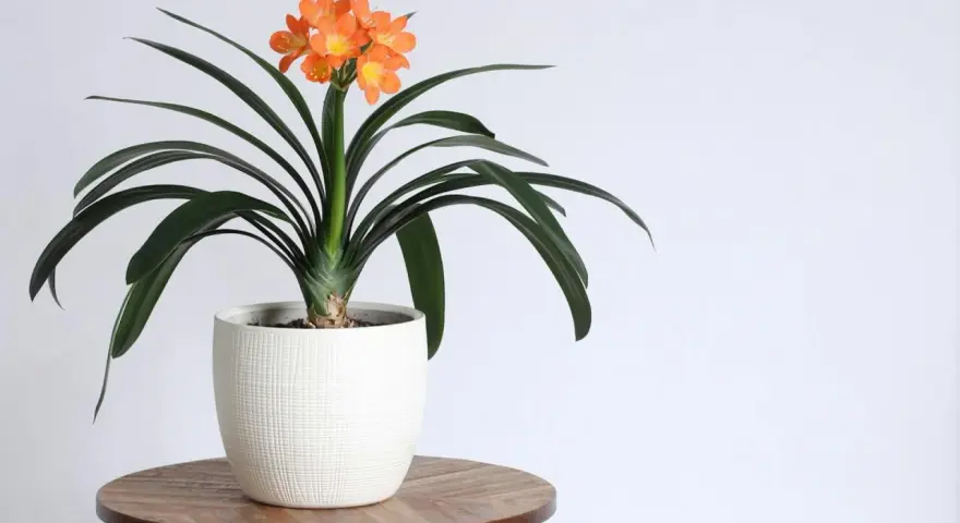 Pomarańczowa clivia w białej doniczce na drewnianym stoliku, z ciemnozielonymi liśćmi i bukietem kwiatów.