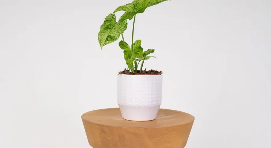 Syngonium Mojito z liśćmi w odcieniach zieleni i bieli, w białej doniczce na drewnianym stołku.