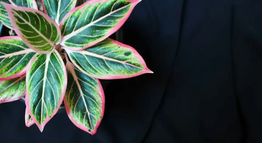 Aglaonema odmiany o liściach zielonych z różowymi obrzeżami i jasnymi żyłkami, na tle czarnego materiału.