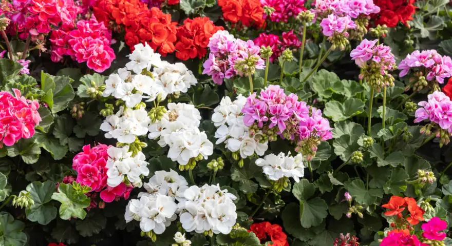 Kwitnące pelargonie odmiany w kolorach białym, różowym, czerwonym i fuksji tworzą barwny dywan.