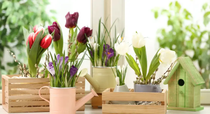 Wiosenne tulipany i krokusy w drewnianych skrzynkach i konewkach, obok zielonego domku dla ptaków.