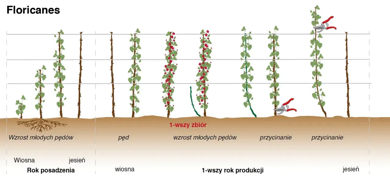 Ilustracja pokazuje cykl wzrostu i przycinania malin, wyjaśniając, kiedy przycinać maliny, aby uzyskać obfite plony.