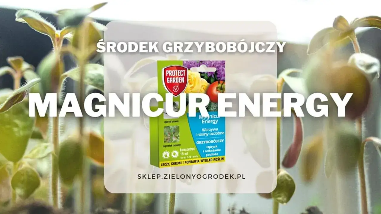 Młode rośliny w otoczeniu opakowania środka grzybobójczego Magnicur Energy. Produkt chroni warzywa i rośliny ozdobne.