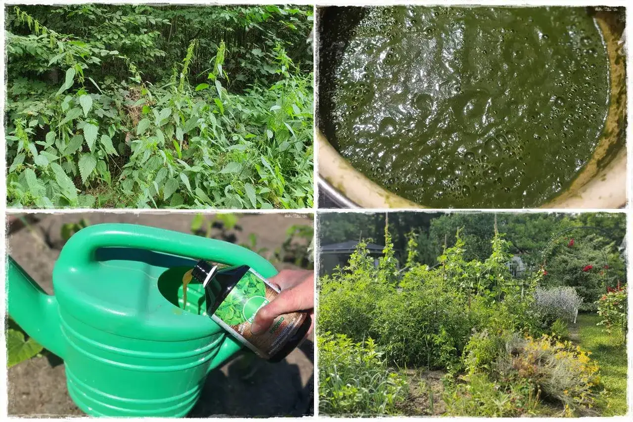 Przygotowanie naturalnego nawozu z pokrzyw. Gnojówka z pokrzyw to bogactwo składników odżywczych dla roślin.