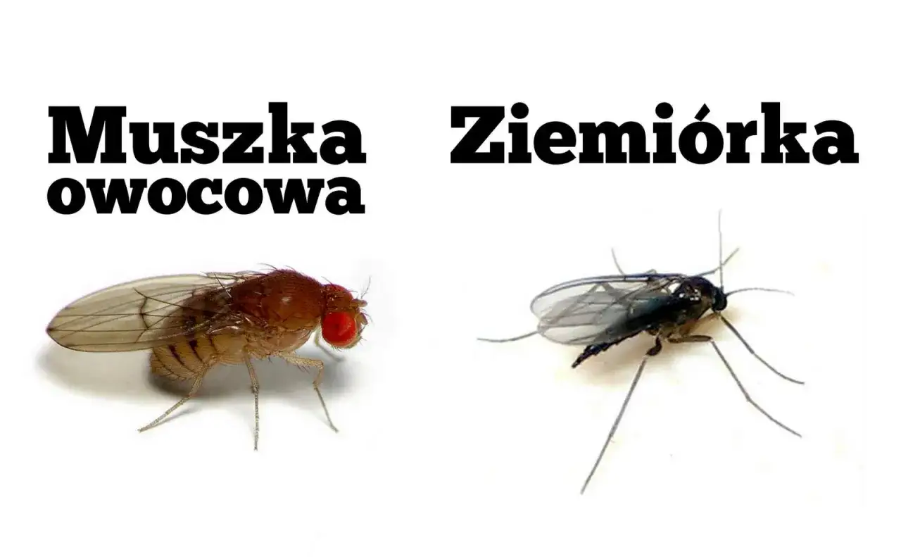 Muszka owocowa i ziemiórka na białym tle.