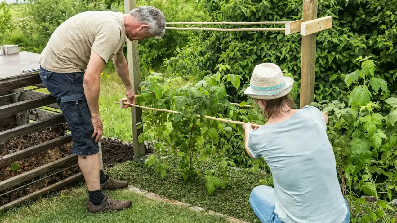 Dwóch ogrodników buduje podpory dla malin. To świetny pomysł na maliny w ogrodzie, zapewniający im wsparcie i lepszy wzrost.