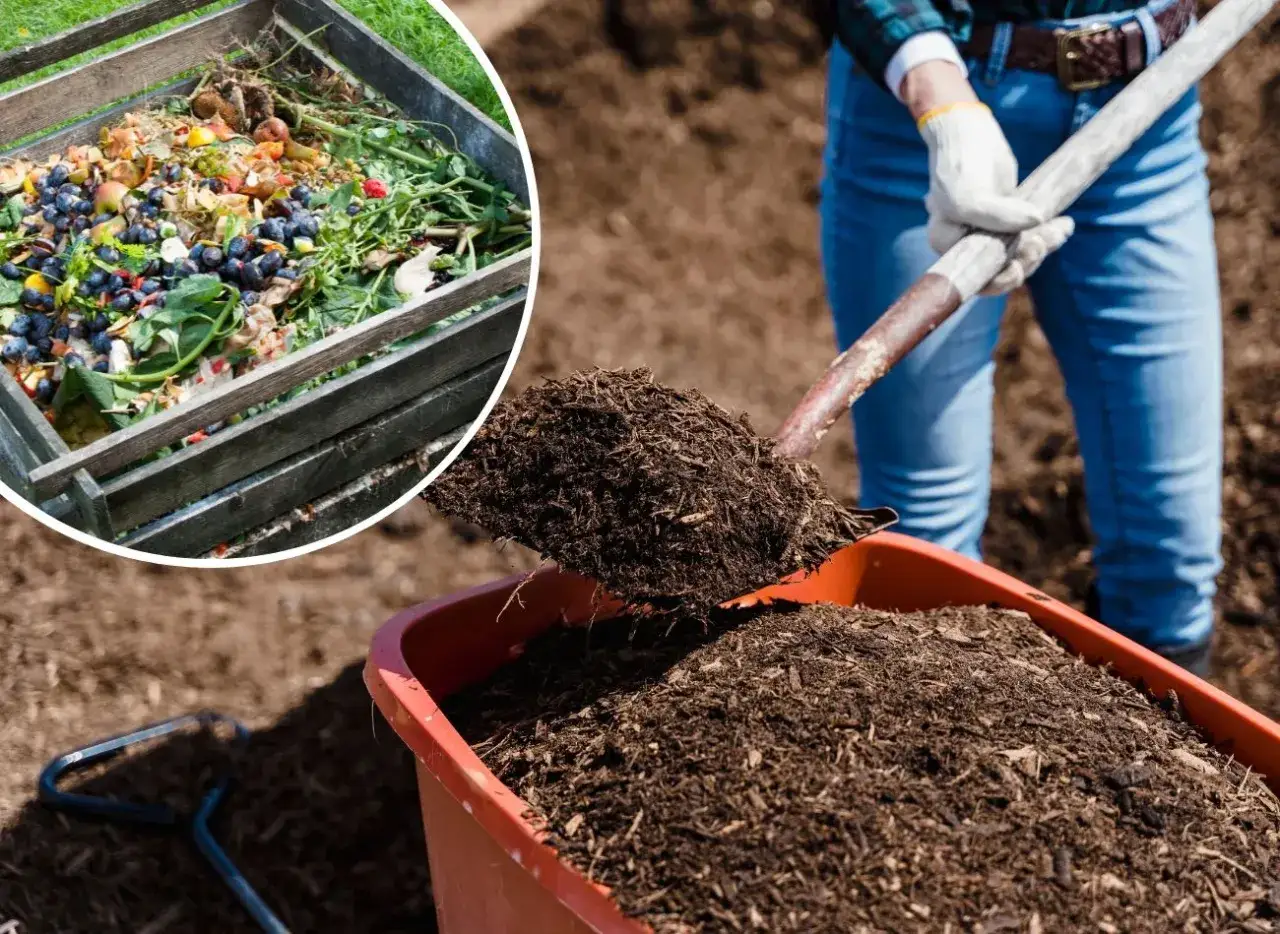 Kompostownik pełen resztek organicznych obok taczki z ziemią, gotową do użycia. To idealne miejsce na obornik koński.
